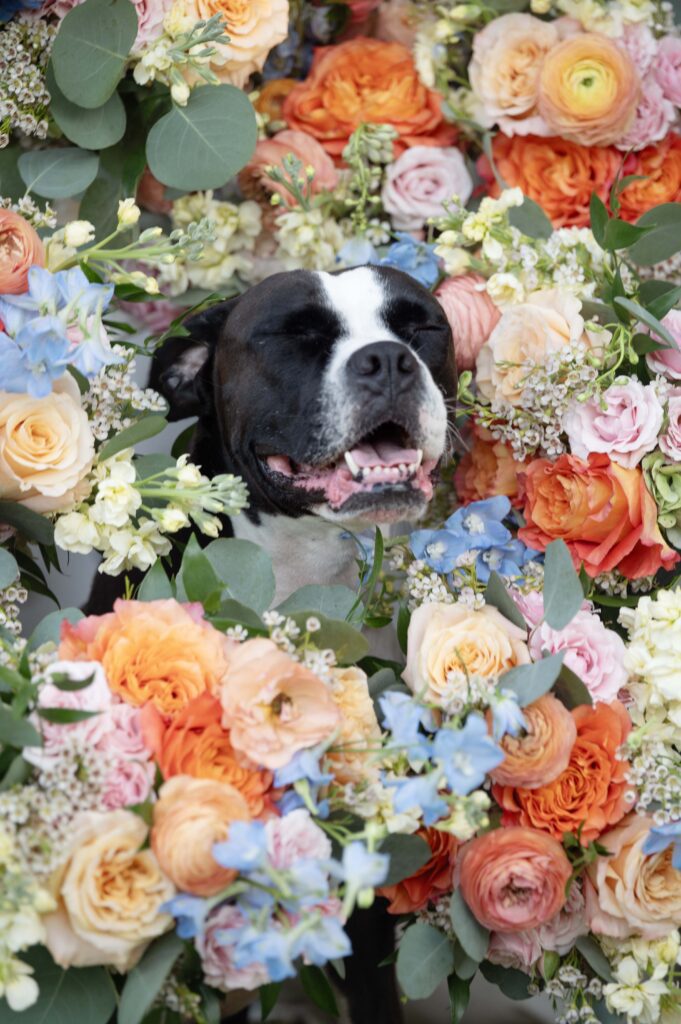 Rose Hill Oaks Dog Flower Girl